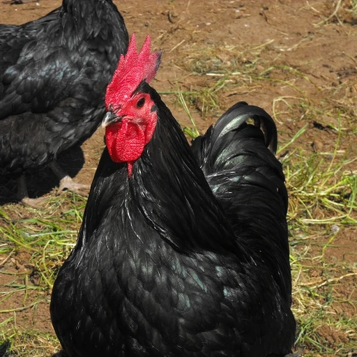 Real photo of an Australorp chicken