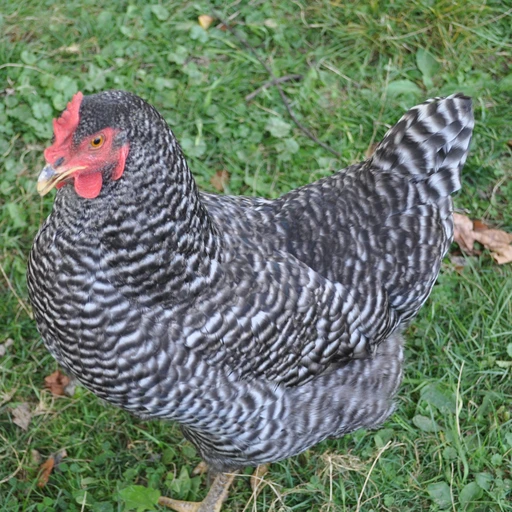 Real photo of a Barred Plymouth Rock chicken