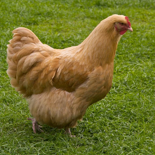 Real photo of a Buff Orpington chicken