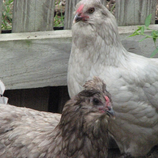 Real photo of an Easter Egger chicken