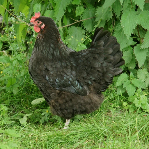 Real photo of a Marans chicken