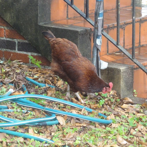 Real photo of a Rhode Island Red chicken