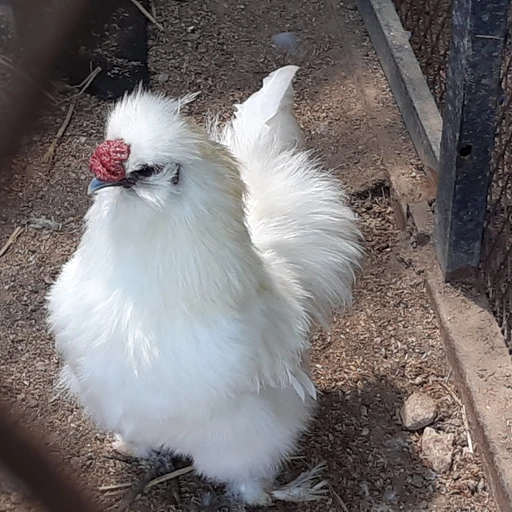 Real photo of a Silkie chicken