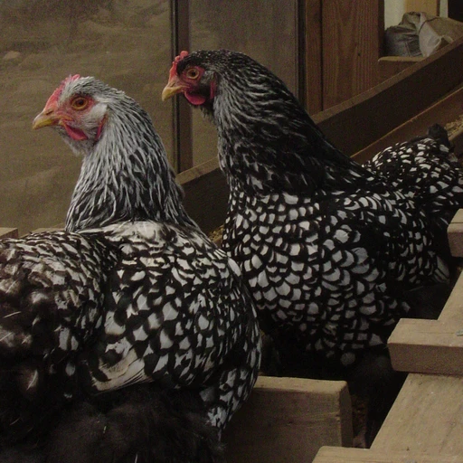 Real photo of a Silver Laced Wyandotte chicken