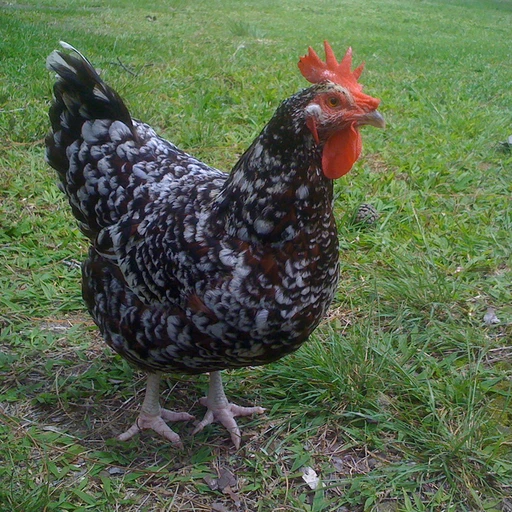 Real photo of a Speckled Sussex chicken